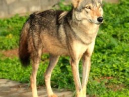 loup_iranien_20211210_1017578094